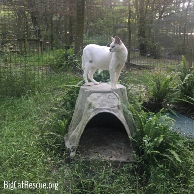 Sometimes Pharaoh Serval gets morning Zoomies after Breakfast and ends up frolicking all over the place!