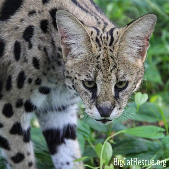 Nala Serval isn't impressed but she sure is an impressive and beautiful serval!