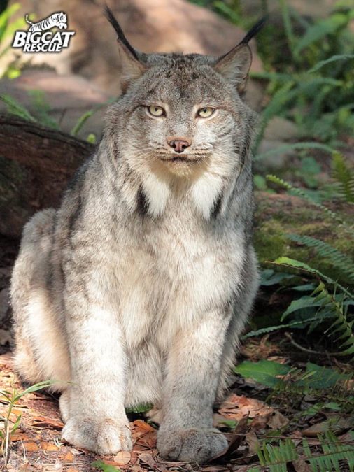 Handsome Gilligan Lynx wishes you the happiest of FURidays!  February 22 2019 52788275 10155922220236957 5281566776184799232 n