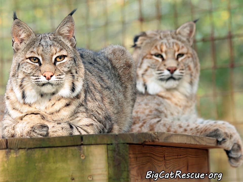 Lovey and Thurston Bobcats are ready for a restful night.