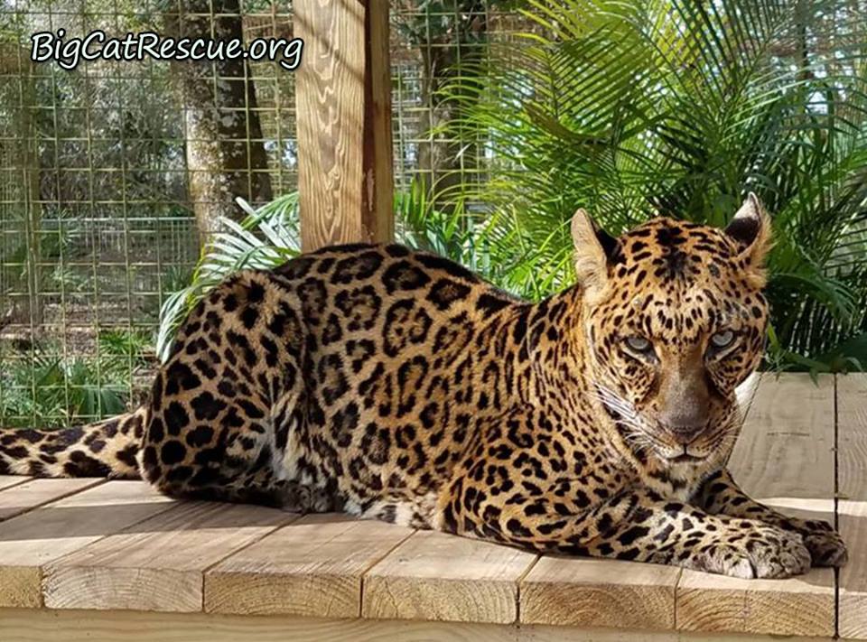 Have you ever wondered how Big Cat Rescue got started? Check out the early beginnings and the journey to today at Facebook.com/groups/BigCatRescueUnits/ One there go to the History and Evolution link. Photo of Armani Leopard by Marie Schoubert  February 20 2019 52868957 10155917287731957 7512593039945105408 n