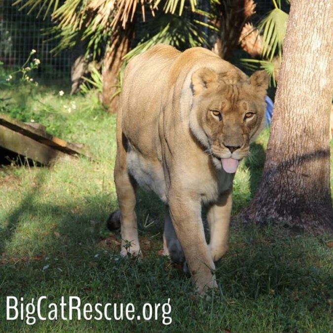 Queen Nikita Lioness is ready for the weekend = Keeper Tour! bigcatrescue.org/tickets The Keeper Tour is my all time favorite tour because guests help keeper make fun enrichment goodies for the cats and then they walk around with a keeper to see the cats get the goodies.