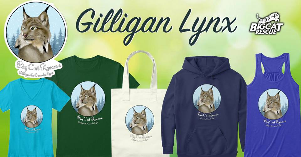 Gilligan Canadian Lynx - Big Cat Rescue Merchandise  February 20 2019 53088231 10155915151646957 3887540805606309888 n