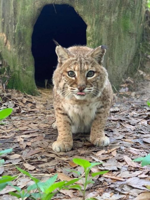 It’s photos like this of cutie pie Andi Bobcat that Keeper Lauren took this morning that restore our hearts. ❤️