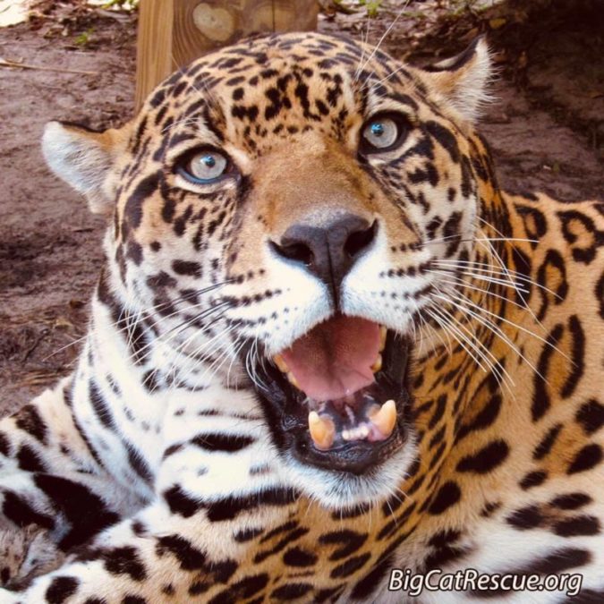 Mr. Intense~ Manny Jaguar is happy, happy, happy it’s finally CATurday!