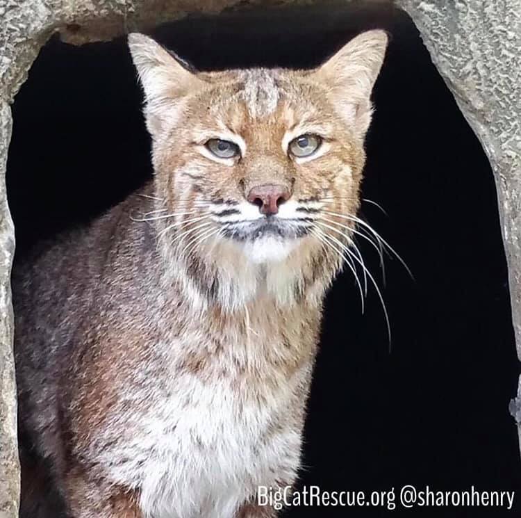 Frankie Bobcat has been busy being cute for the tours today! Photo: Brittany Mira
