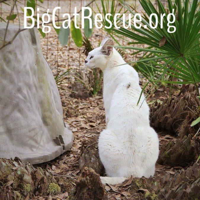 Pharaoh the White Serval showing off one of his Serval spots.  March 4 2019 002 11