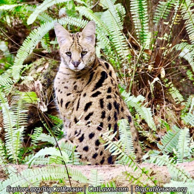 Kricket Serval hopes everyone had a terrific day! ? She is ready for a quiet evening!