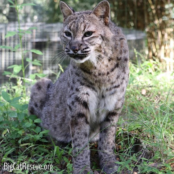 Running Bear Bobcat is 21 years old but has been acting like a kitten in his new enclosure