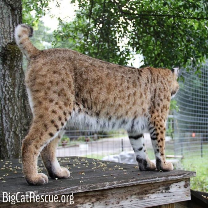 MaryAnn bobcat is waiting for the right moment to pounce on Max!