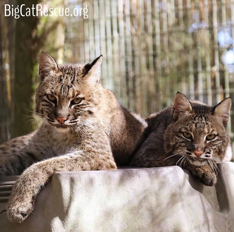 Happy FURiday from Sioux and Lakota bobcats! ❤️?❤️ Photo: Brittany Mira  March 1 2019 53034463 10155935500276957 4239427188404781056 n