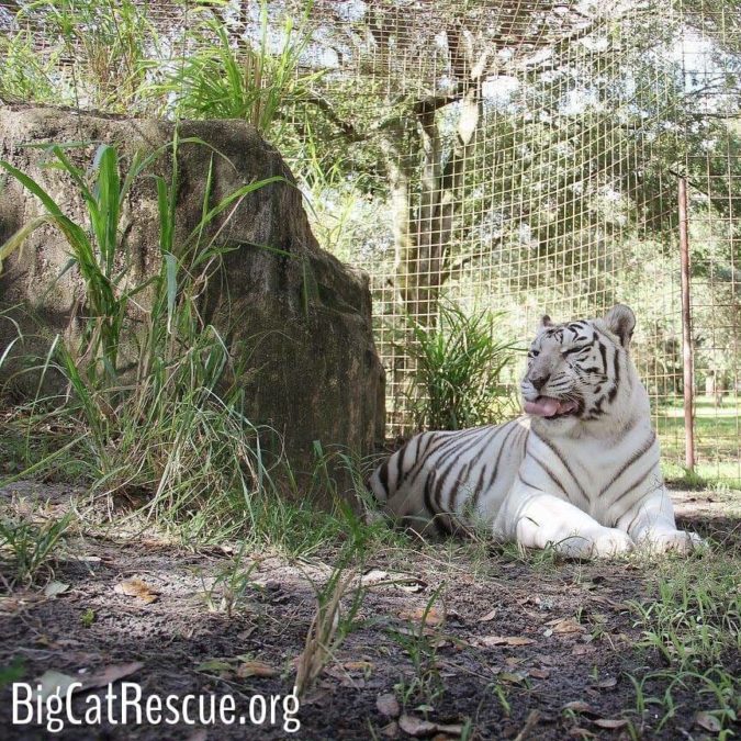 Zabu overall is doing okay after the loss of Cameron, but Keepers are still keeping a close eye on her and making sure she gets extra attention.