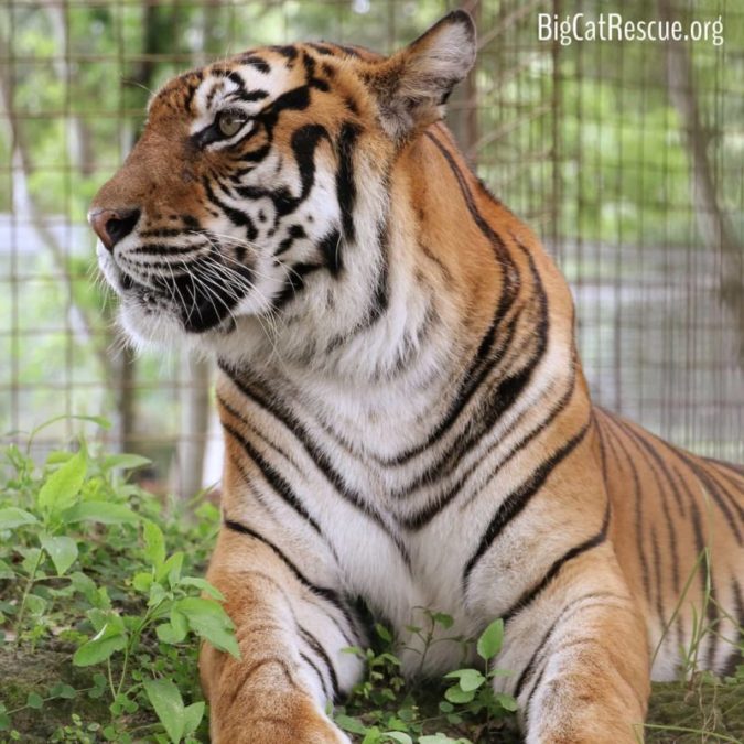 Beautiful and Sassy Amanda Tiger is doing well and still being her feisty self!