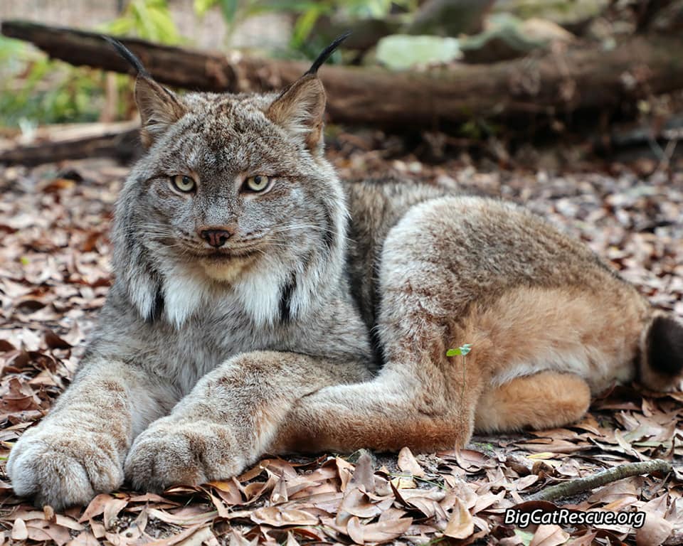 Handsome Gilligan Lynx hopes you have a peaceful FURiday night