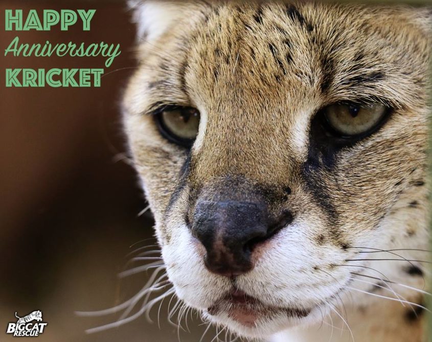 Help us wish Kricket Serval a Happy 8 Year Rescue Anniversary!