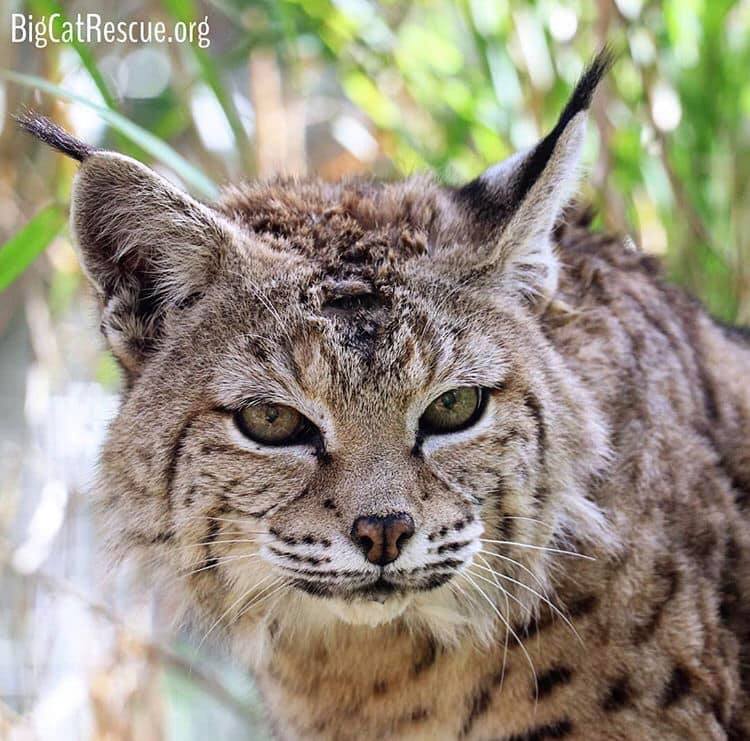 What cuter way to start the week than with our precious Miss Tiger Lilly Bobcat! ? Have a wonderful day everyone! ? Photo: Brittany Mira