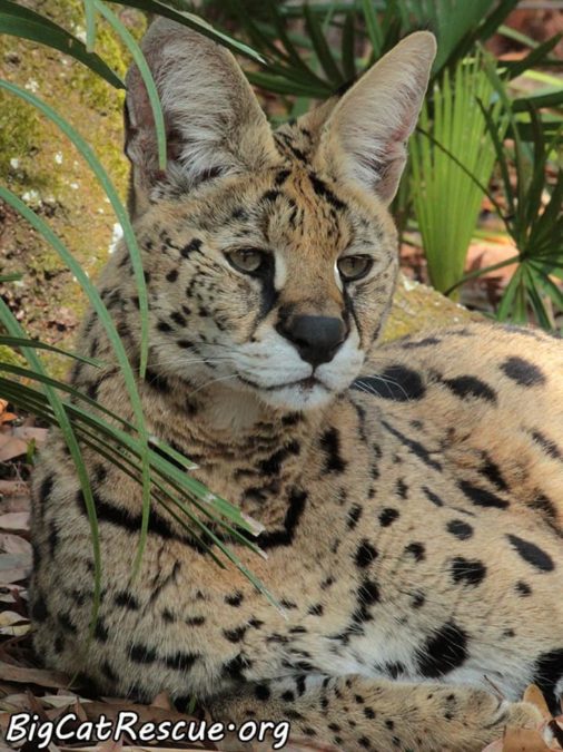 Des Serval is ready to drift off to sleep among the ferns!