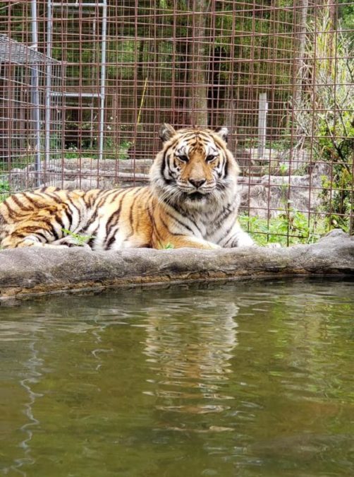 Beautiful Keisha relaxing by her pool and enjoying her lakefront view today. ❤ ~ Senior Keeper Sharon Henry