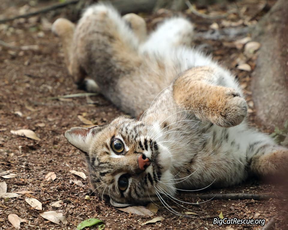 Handsome Lakota Bobcat is all stretched out ready for a good nights catnap!