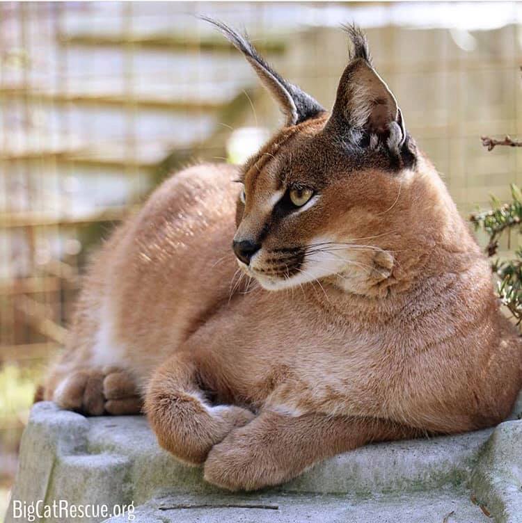 Adorable Chaos Caracal is already settled in and watching for the weekend tours! ? Want to visit the Big Cats on a guided tour? BigCatRescue.org/tickets ? Photo: Brittany Mira