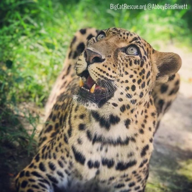 Just a candid photo of Sundari Leopard
