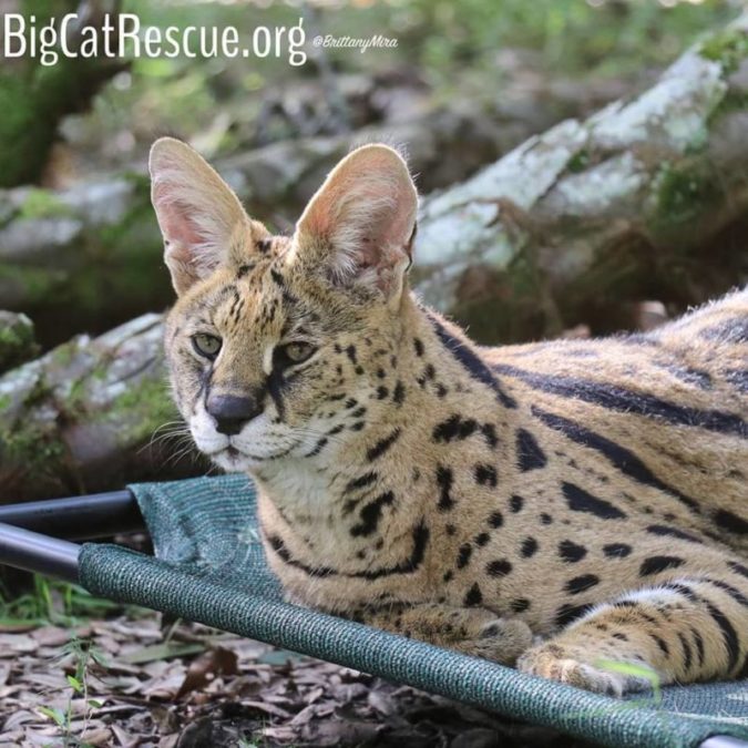 Des Serval in his favorite afternoon napping spot!