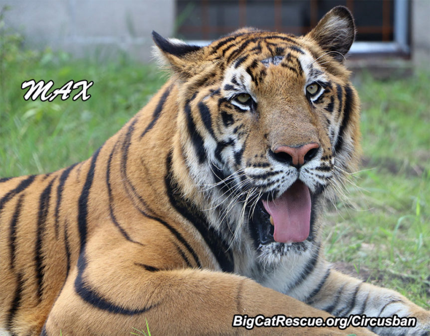 We want to THANK EVERYONE who is still donating to help support Max, Kimba, & Simba the three tigers that are coming to Big Cat Rescue from Guatemala thanks to the heroic efforts of ADI and their amazing team. Thanks to your ongoing help we are able to continue sending funds to ADI to care for our three tigers as well as other projects in their temporary rescue holding camp for all the rescued circus cats. Learn more at BigCatRescue.org/circusban  March 16 2019 Max