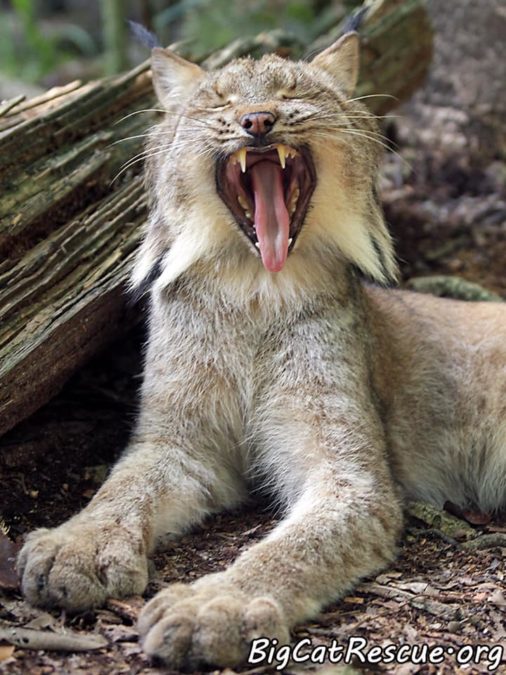 Gilligan Lynx is hoping everyone has a terrific Tongue Out Tuesday