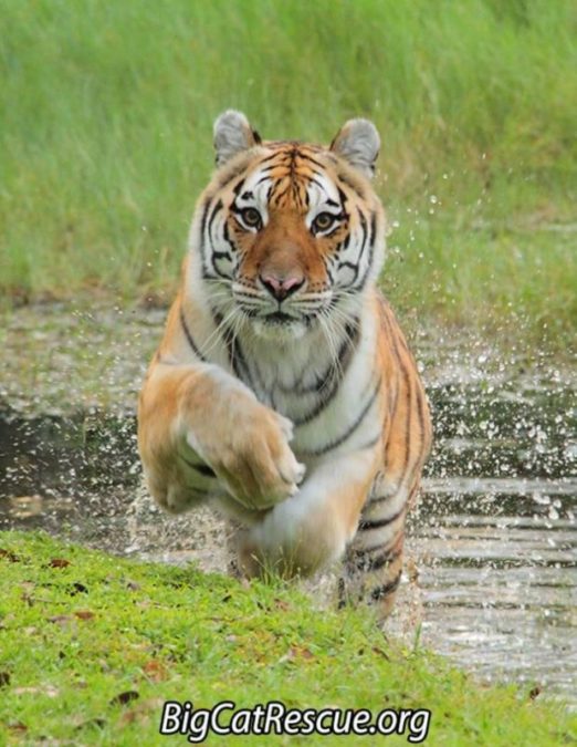 Miss Kali Tiger welcomes you to Monday!  September 6 2019 56510888 10156010257701957 5588041804042731520 n