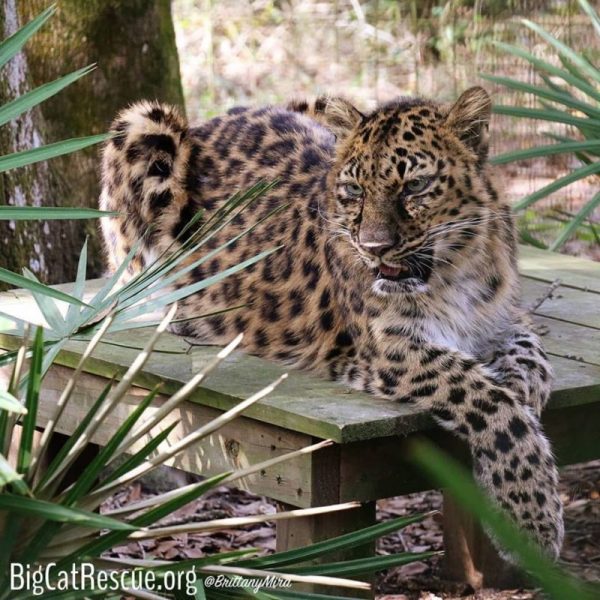 Natalia, the Amur Leopard just hanging out waiting on her afternoon sicle.
