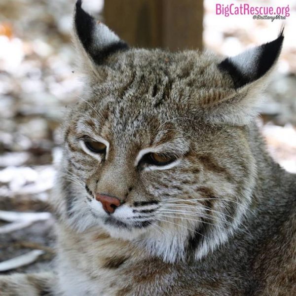 Smalls bobcat is hitting the snooze button today!