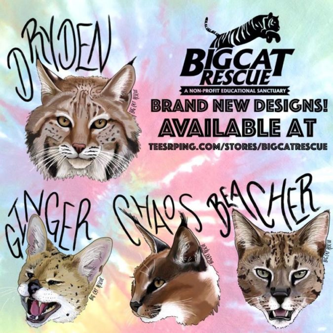 WOW! So many NEW items are now available on our Teespring Store! Thanks to Artist and BCR Supporter Natalie Powell we have new designs featuring Dryden, Ginger, Chaos, and Beacher!! Shop Apparel, Home Items, and Accessories for all of these adorable designs! https://teespring.com/handsome-dryden-bobcat https://teespring.com/hissy-hello-ginger-serval https://teespring.com/wildcat-chaos-caracal https://teespring.com/beacher-savannah-cat