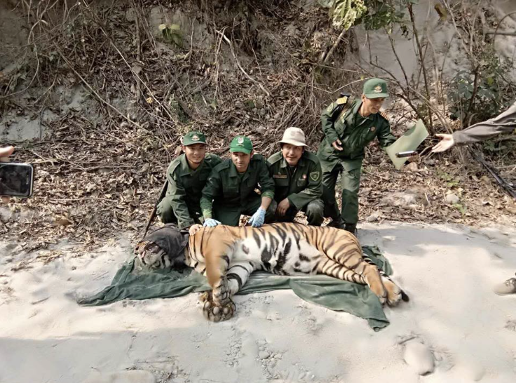 Conserving-Bhutans-Mountain-Tigers-2  Insitu2019 Conserving Bhutans Mountain Tigers 2