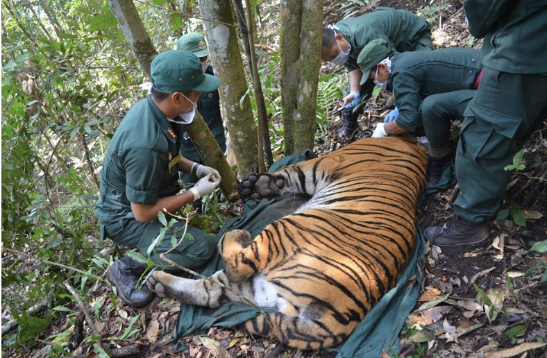 Conserving-Bhutans-Mountain-Tigers-4  2019 Annual Report Conserving Bhutans Mountain Tigers 4