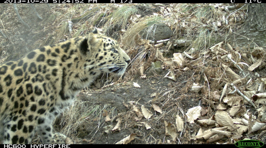 Phoenix-Fund-Amur-Leopard-Conservation-2  Insitu2019 Phoenix Fund Amur Leopard Conservation 2