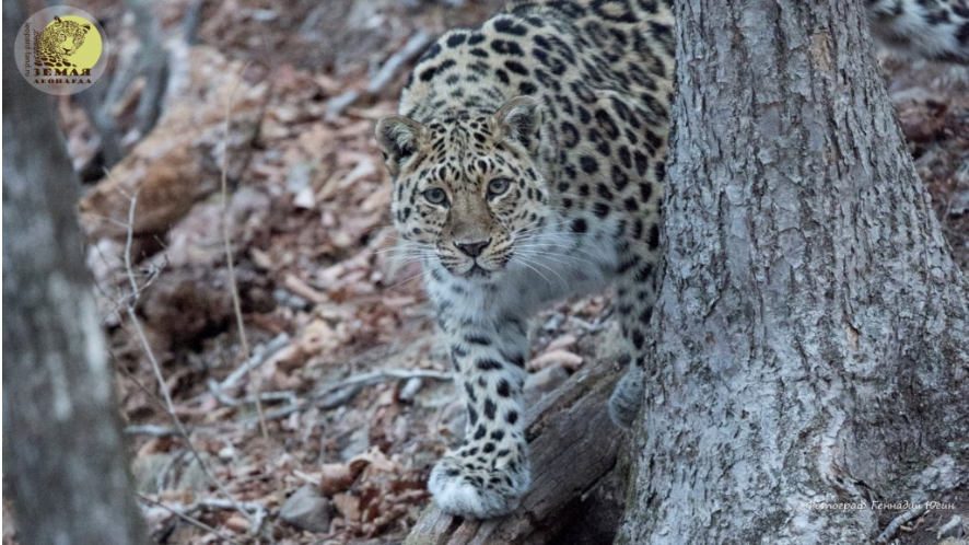Phoenix-Fund-Amur-Leopard-Conservation-3  Insitu2019 Phoenix Fund Amur Leopard Conservation 3