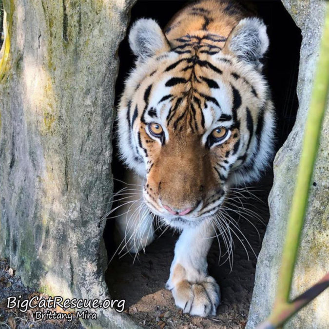 Kali Tiger sure loves her new den. -Brittany Mira