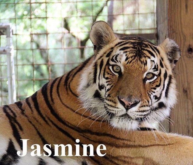 Jasmine Tigress wishing you a peaceful, blessed evening!