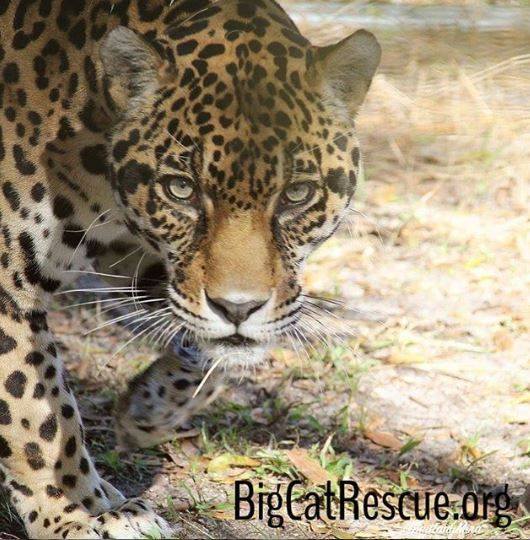 The name Jaguar comes from the ancient Indian name “yaguar” which meant “the killer which overcomes its prey in a single bound.”