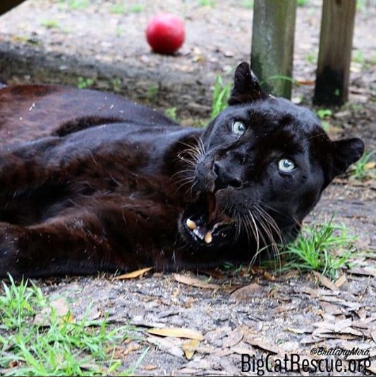 Jinx, the black leopard, has some of the greatest facial expressions. This photo of this beautiful boy just begs for a caption. If this photo was going to be turned into meme how would you CAPTION THIS?
