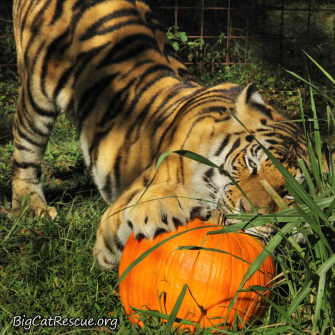 Jasmine Tiger LOVES Pumpkins