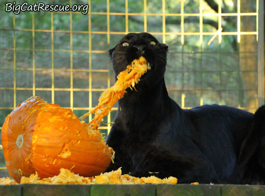 Jinx has an absolute blast shredding pumpkins!