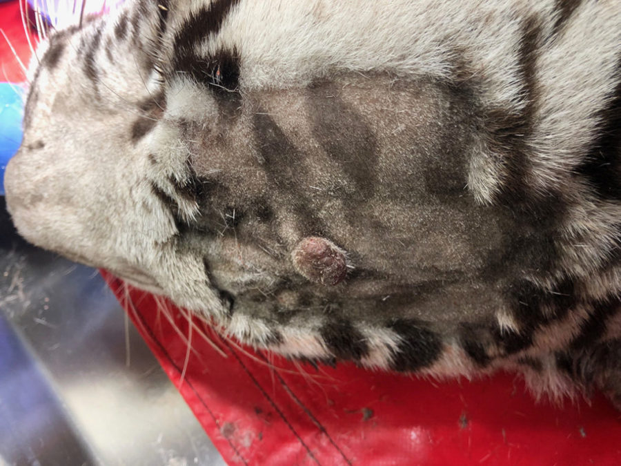 Mass on Sapphire Tiger's forehead. Removed 5-18-2019 and sent out for testing.