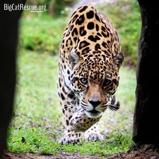 Manny Jaguar