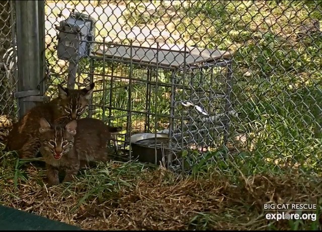 Rehab Bobcat Kittens, Ash and Cinder, moved outside today.