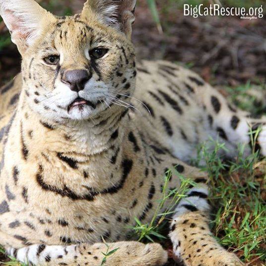 Des Serval was found with only 3 legs in the desert of Arizona. He was in pretty bad shape and no one came forward to claim him so he was sent here. In time he regained his health. He is sich a handsome handsome boy.