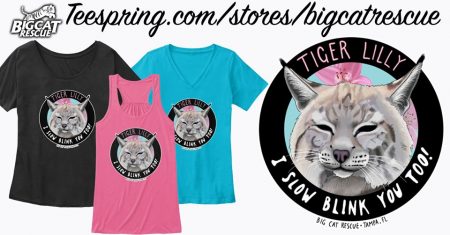 NEW Design Alert! Available now at Teespring.com/stores/bigcatrescue and Amazon.com/bigcatrescue Tiger Lilly - I Slow Blink You too! Inspired by the Morning Facebook LIVE viewers and created by BCR Supporter Natalie Powell. https://teespring.com/tiger-lilly-slow-blink