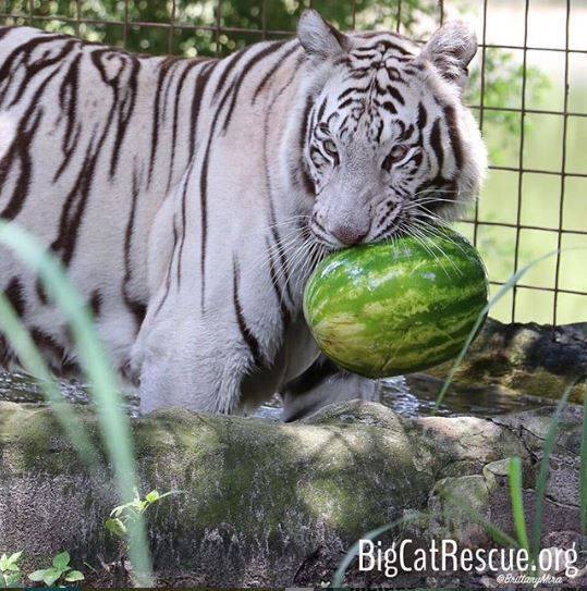 #throwbackthursday to when Sapphire got her Watermelon last summer and drowned it in her pool!