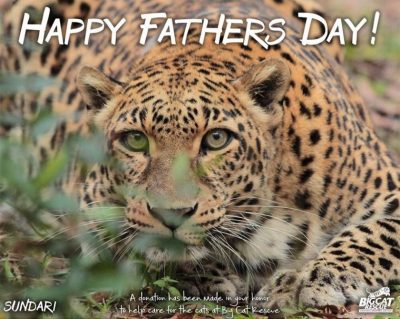Father’s Day is only a couple days away but we’ve got your gift covered!! Donate & Download - it’s that easy!! https://big-cat-rescue.myshopify.com/products/download-fathers-day-big-cat-photo-choose-your-big-cat Customer will automatically receive a download 8x10 that can be printed out! Also, Make Dad and the Big Cats SMILE this Father's Day if you shop on Amazon! You can donate to the cats at NO COST TO YOU when you select BCR as your charity on Amazon Smile and shop Smile.Amazon.com instead of Amazon.com. It is exactly the same as regular Amazon EXCEPT when you use the Smile URL Amazon donates .5% of your purchase to BCR.