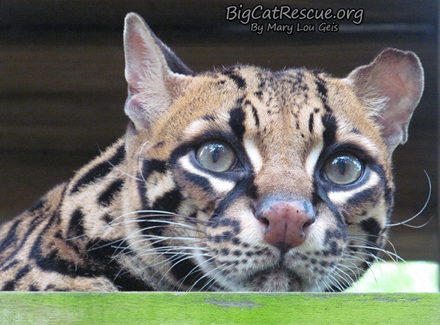 Good morning Big Cat Rescue Friends!☀️ Miss Purr-Fection Ocelot is peeking out to wish everyone a fantastic FURsday!
